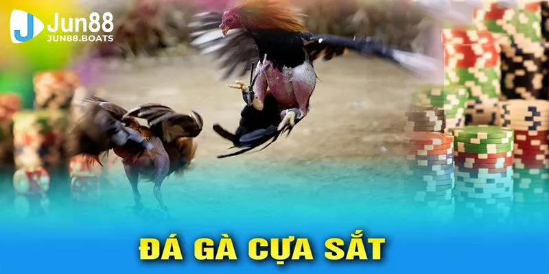 đá gà cựa sắt