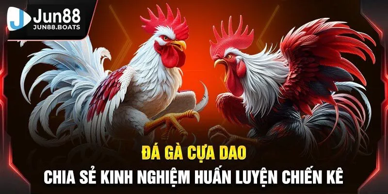đá gà cựa dao