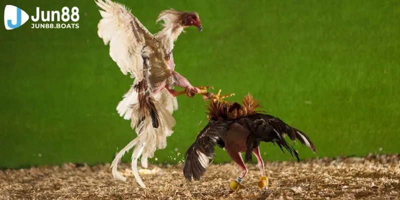 Jun88 | Đá Gà 79 - Làm Sao Để Thắng Lớn Khi Giải Trí Mỗi Ngày