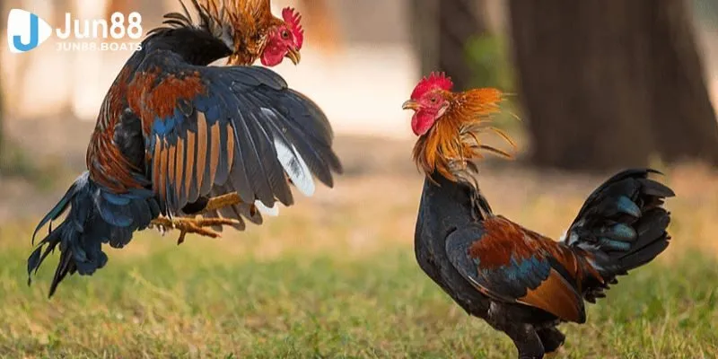 Jun88 | Kinh Nghiệm Đá Gà 247 Giúp Anh Em Chơi Là Thắng Lớn