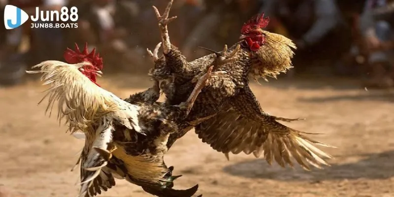 Jun88 | Mẹo Tham Gia Đá Gà Trực Tiếp Giúp Bet Thủ Thắng Lớn