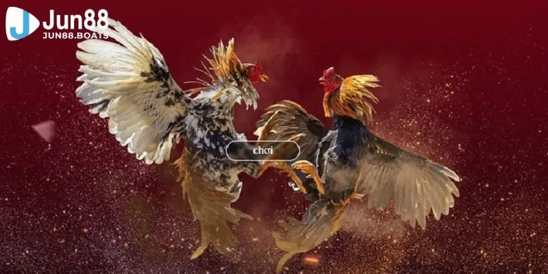 Jun88 | Kinh Nghiệm Đá Gà Trực Tuyến Bất Bại Cho Mọi Bet Thủ