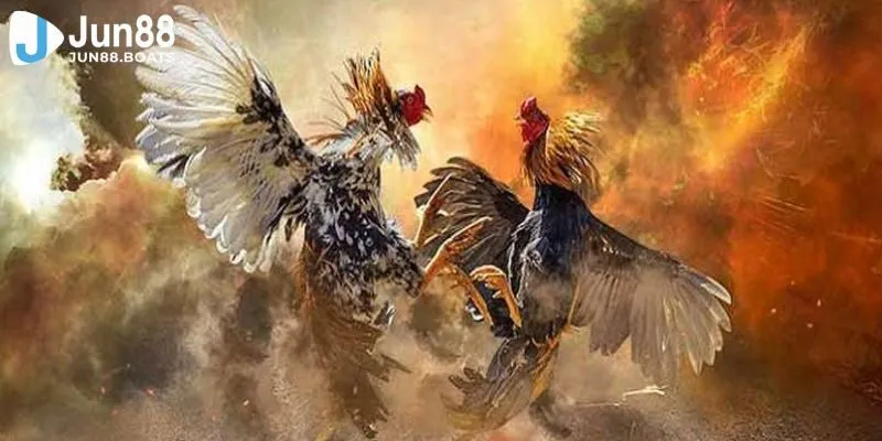 Jun88 | Kinh Nghiệm Đá Gà Mạng Bất Bại Từ Cao Thủ Số 1 Hiện Nay