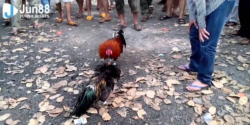 Jun88 | Mẹo Hay Trong Đá Gà 67 Giúp Anh Em Chơi Là Thắng Đậm