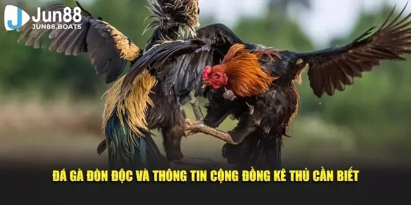 Jun88 | Kinh Nghiệm Chơi Đá Gà Đòn Giúp Cược Thủ Thắng Lớn