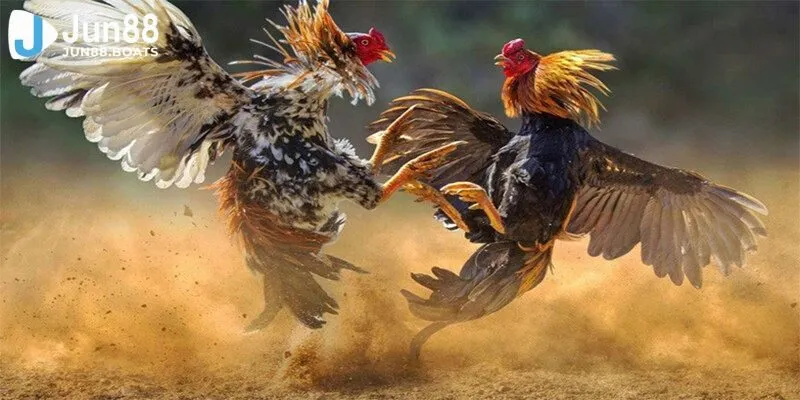 Jun88 | Những Điều Cần Lưu Ý Trong Đá Gà C2 Giúp Bet Thủ Thắng