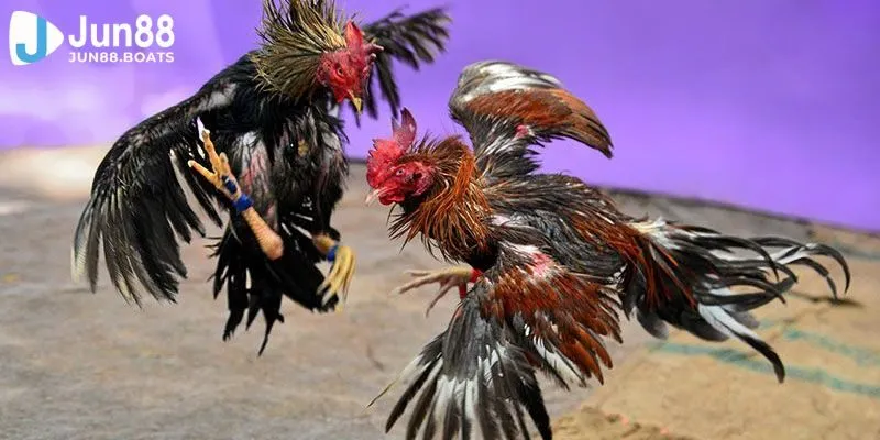 Jun88 | Lưu Ý Quan Trọng Cần Nắm Khi Tham Gia Đá Gà Chọi