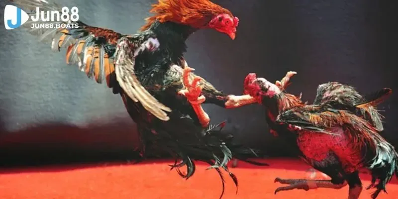 Jun88 | Những Điều Cần Lưu Ý Khi Tham Gia Trực Tiếp Đá Gà